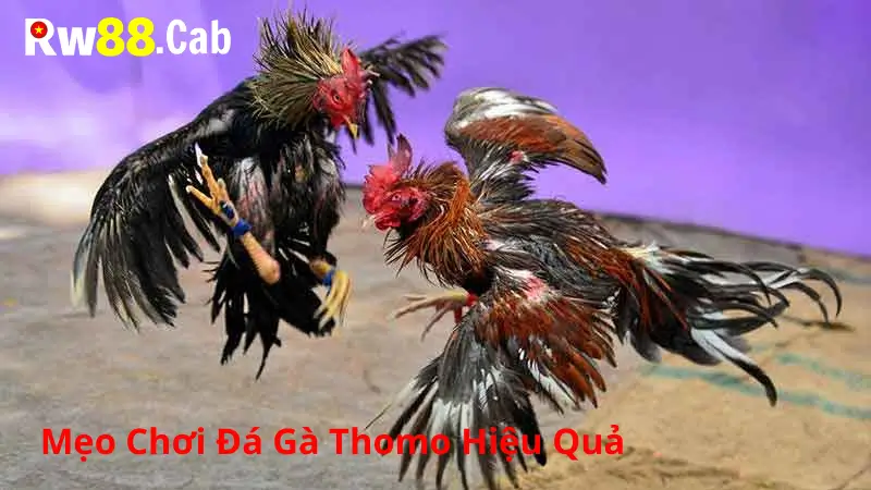 Mẹo Chơi Đá Gà Thomo Hiệu Quả