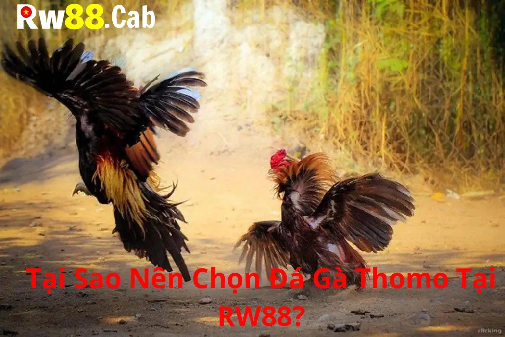 Tại Sao Nên Chọn Đá Gà Thomo Tại RW88?