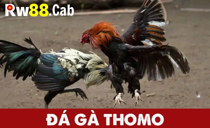 Hướng Dẫn Tham Gia Đá Gà Thomo Tại RW88